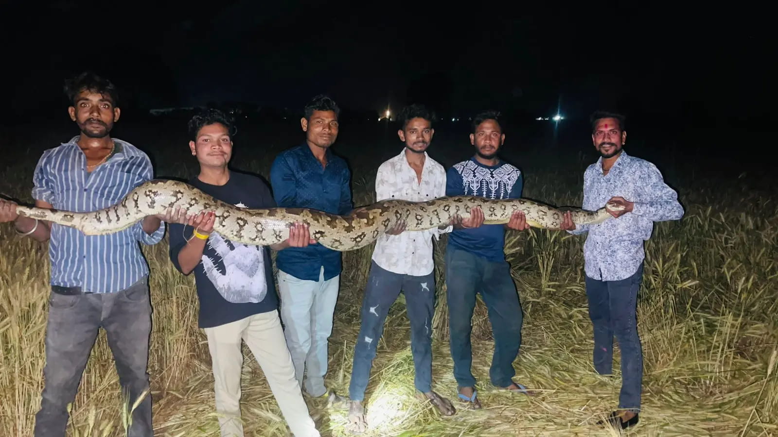एक 12 फीट और दूसरा 8 फीट का अजगर, सर्पमित्र ऐसे पकड़ रहे थे जैसे पाइप पकड़ रहे हों!