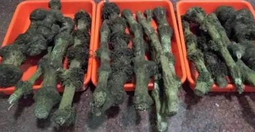 अंडमान के जंगलों में मिला दुर्लभ मसाला वूडी पेपर, भारत के मसालों में जुड़ा नया नाम