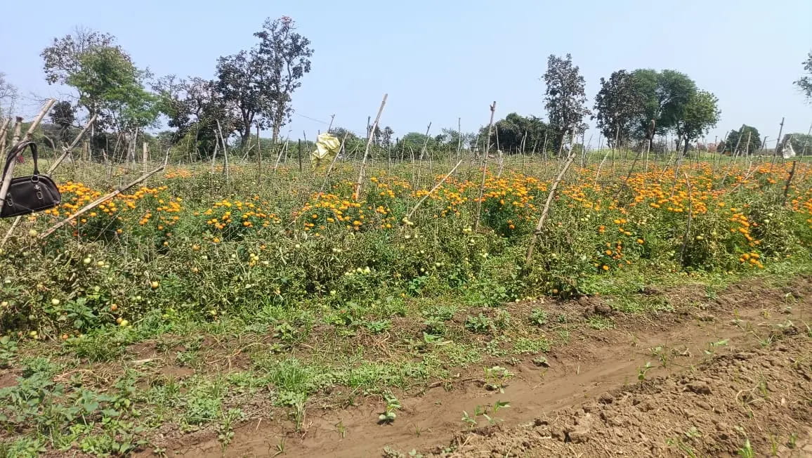 किसानों को रुला रहा टमाटर, दाम गिरकर पहुंचे 3-4 रुपए किलो, न लागत निकल रही न भाड़ा
