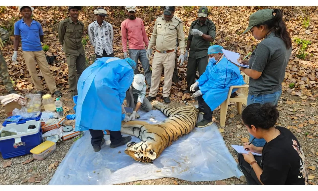 दो बाघों के बीच संघर्ष में एक की मौत, कन्हारी रेंज में मिला मादा बाघ का शव