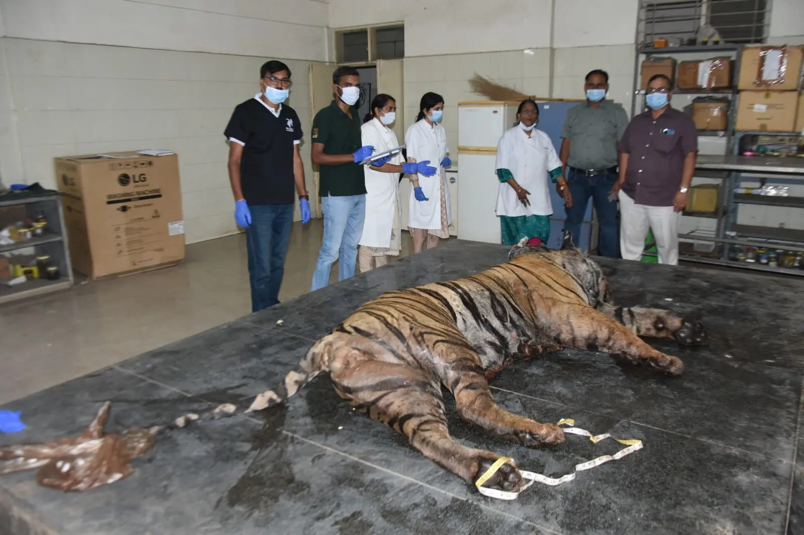 कार्डियो रेस्पिरेटरी फेल्योर बना बांधवगढ़ में नर बाघ की मौत का कारण