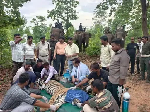 चार हाथियों और 50 वनकर्मियों ने इंक्लोजर में शिफ्ट किया बुजुर्ग पर हमला करने वाला बाघ, अब रहेगा निगरानी में
