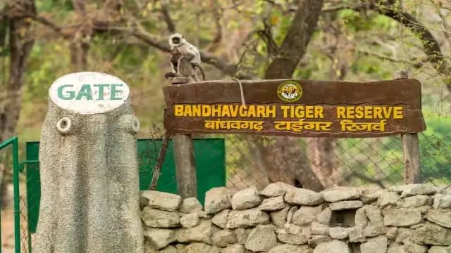 तीन महीने के मानसून ब्रेक के बाद आज से खुलेंगे टाइगर रिजर्व, कूनो नेशनल पार्क में भी बढ़ेगी चहल-पहल