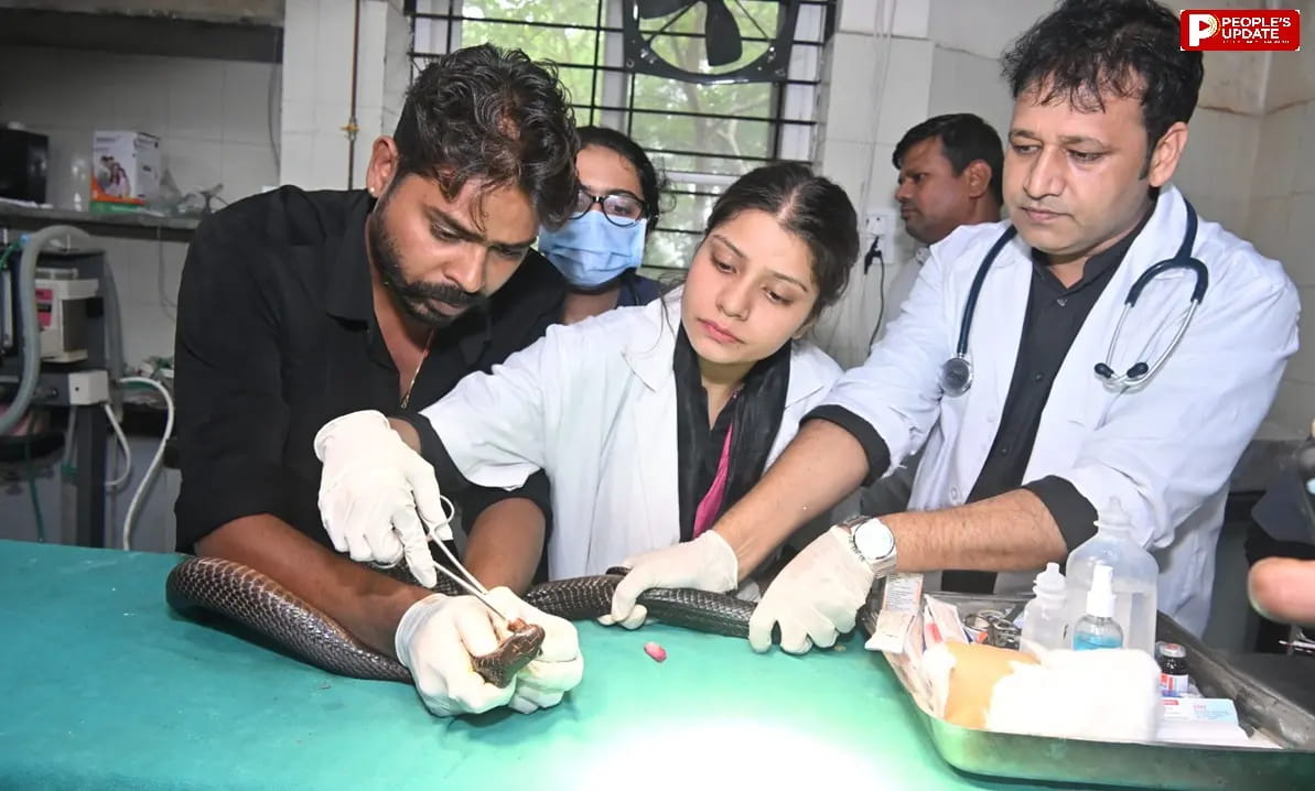 सुई-धागे से सिले जबड़ों और खौफ के साए में कैद थे जहरीले कोबरे और धामन सर्प, वेटरनरी डॉक्टर्स ने बचाई जान