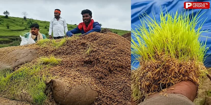 डिंडौरी में लापरवाही-निगवानी ओपन कैंप में सड़ी 15 हजार बोरी धान, बोरों में ही उगे पौधे