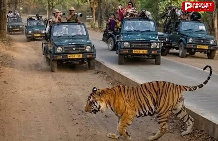 बांधवगढ़ को मिला नया 'राजा': टाइगर 'पुजारी' के बाद आक्रामक ‘D-1’ का एकछत्र राज, बना पर्यटकों की पहली पसंद