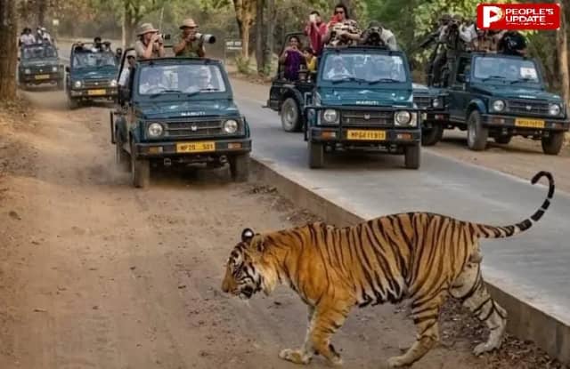 अब मप्र के सभी टाइगर रिजर्व में समान समय पर होगी पर्यटकों की एंट्री, मौसम के अनुसार वक्त में बदलाव भी एक साथ होगा
