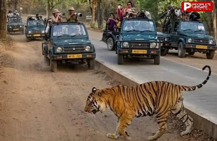 बांधवगढ़ को मिला नया 'राजा': टाइगर 'पुजारी' के बाद आक्रामक ‘D-1’ का एकछत्र राज, बना पर्यटकों की पहली पसंद