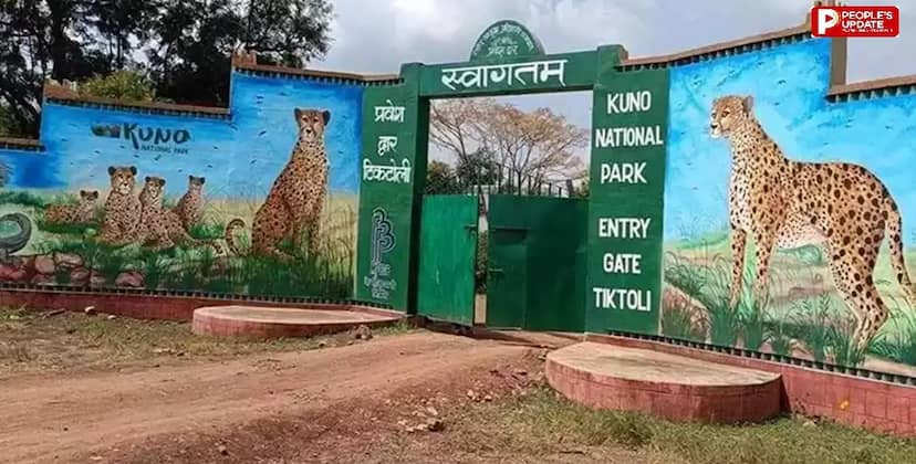 कूनो में इलाज के दौरान नामीबियाई चीता गौरव की मौत, 10 दिन पहले जंगल में सुस्त हालत में मिला था