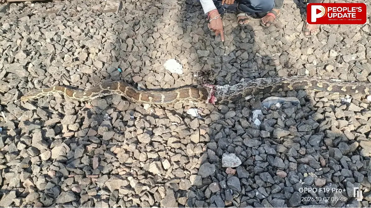 सीहोर में पटरियों पर मौत बनकर दौड़ी ट्रेन; विशालकाय अजगर आया चपेट में, शरीर के दो हिस्से हुए, नहीं बची जान