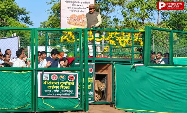 सीएम ने वीरांगना दुर्गावती टाइगर रिजर्व में छोड़े ‘नीरा’ और ‘व्योम’ चीते, कहा-इनका मानव से संघर्ष नहीं होता
