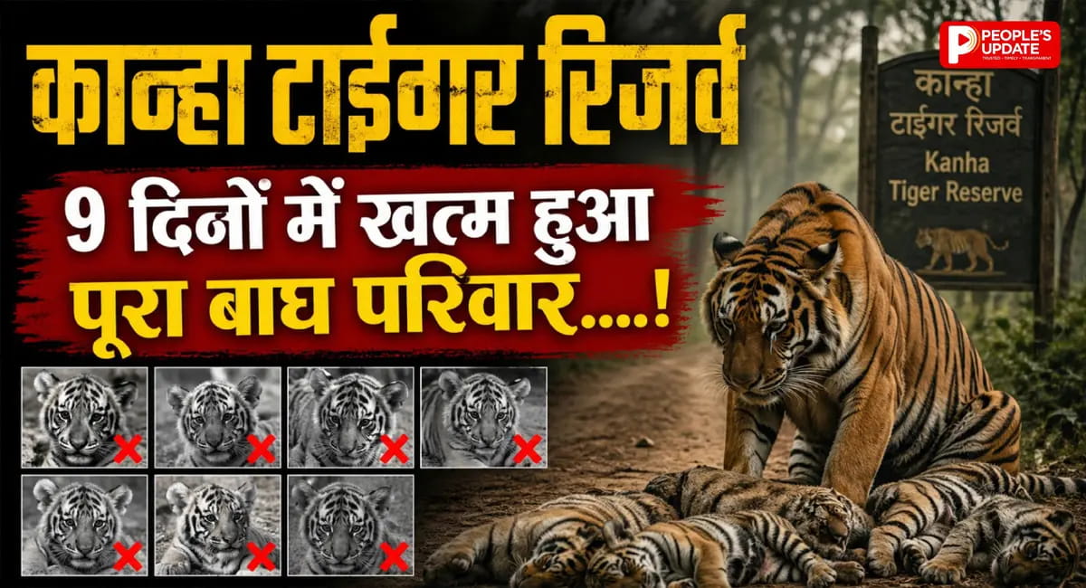कान्हा में बाघिन और 4 शावकों की एक-एक कर मौत, जांच में जुटा वन विभाग