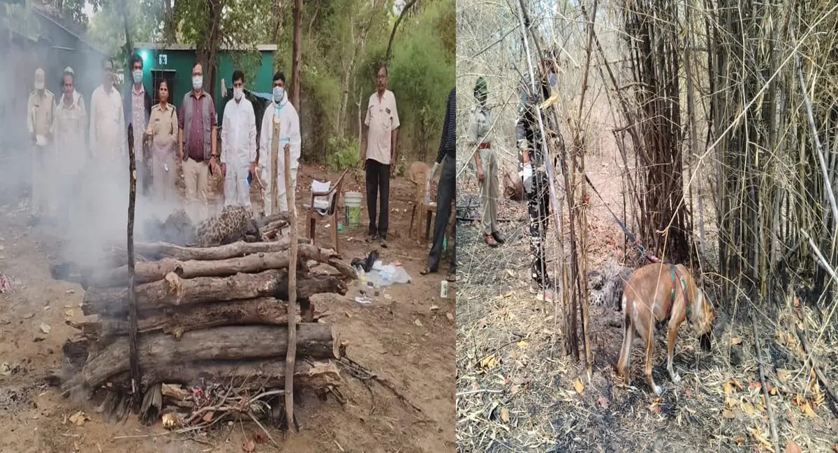 ना निशान, ना सुराग… फिर कैसे डेढ़ साल के तेंदुए ने तोड़ा दम?