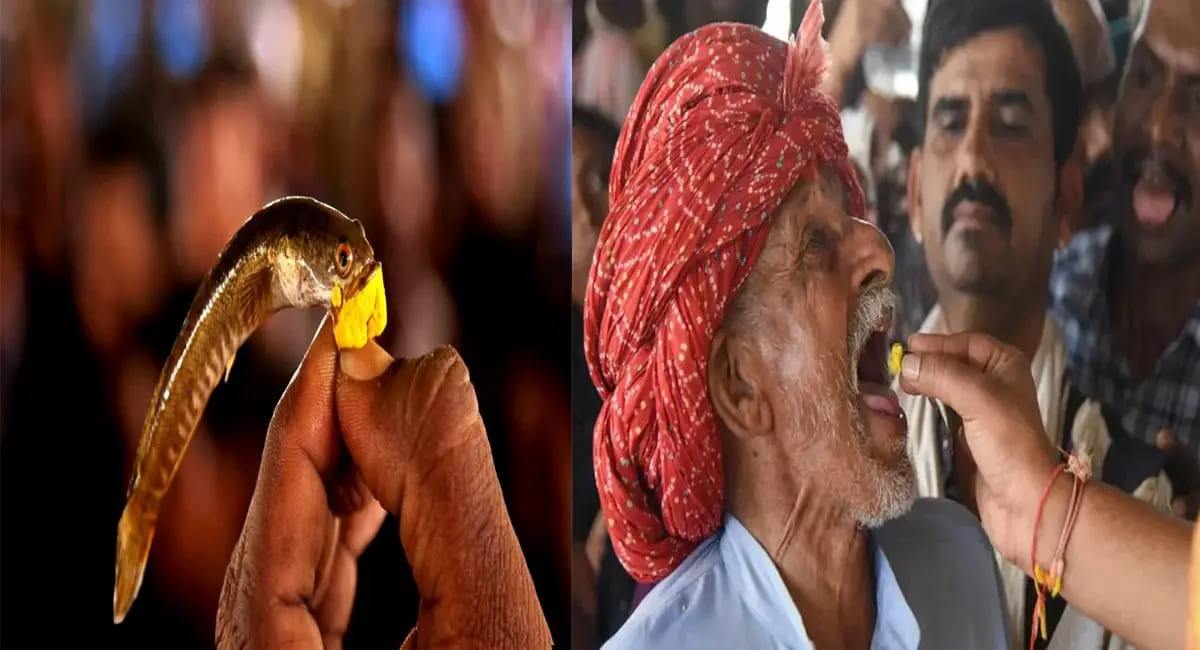 हैदराबाद में 8 जून से मिलेगा फिश प्रसादम, लाखों लोगों तकलीफ होती है कम