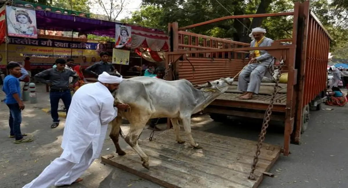 बकरीद से पहले बंगाल में सख्ती, गाय की कुर्बानी इस्लाम का अनिवार्य हिस्सा नहीं: कोलकाता हाईकोर्ट