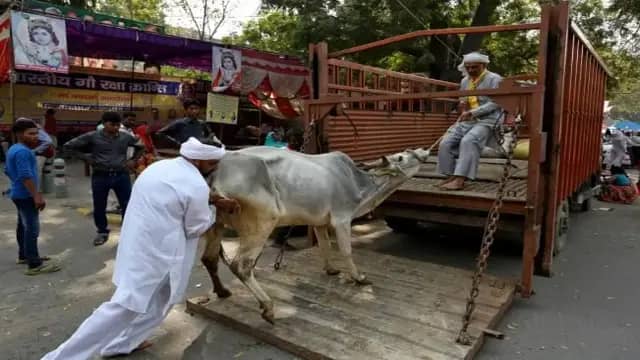 बकरीद से पहले बंगाल में सख्ती, गाय की कुर्बानी इस्लाम का अनिवार्य हिस्सा नहीं: कोलकाता हाईकोर्ट