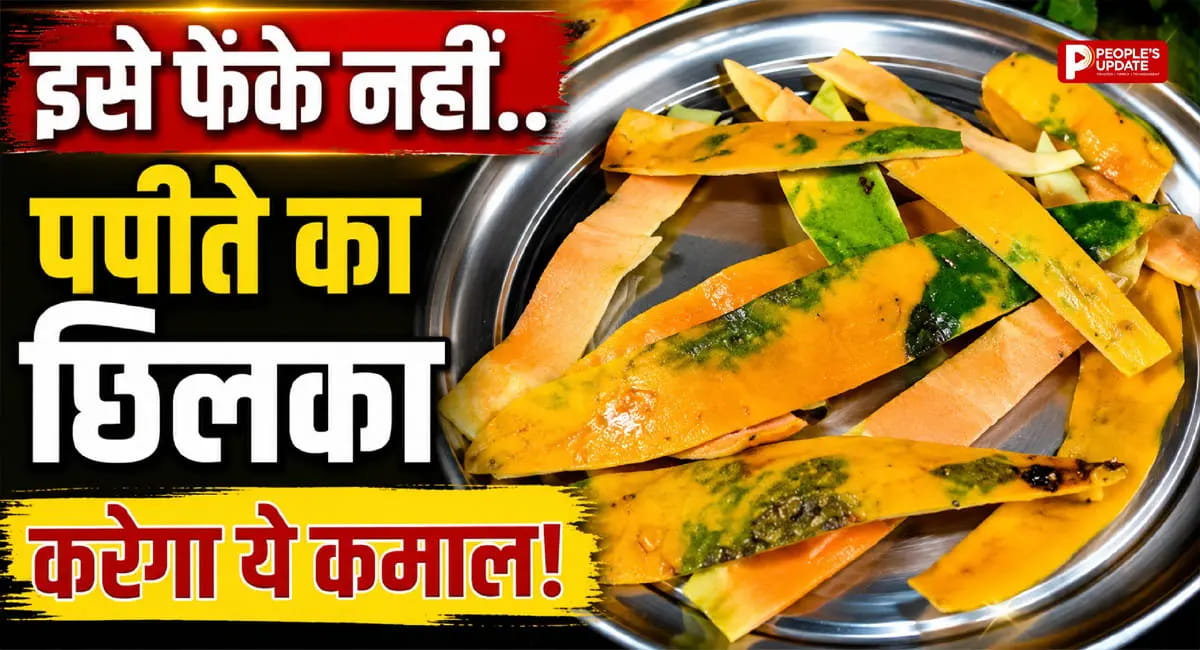 पपीते के छिलकों को कूड़े में फेंकने से पहले जान लें यह कमाल का उपयोग, सूखे पौधे भी हो जाएंगे हरे-भरे