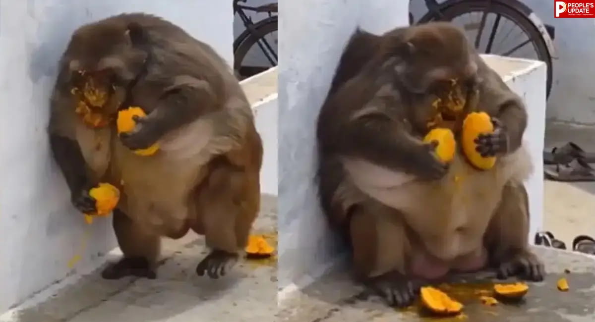 छत पर बैठकर उड़ाई दावत, महिला भगाने पहुंची तो लोगों की छूट गई हंसी