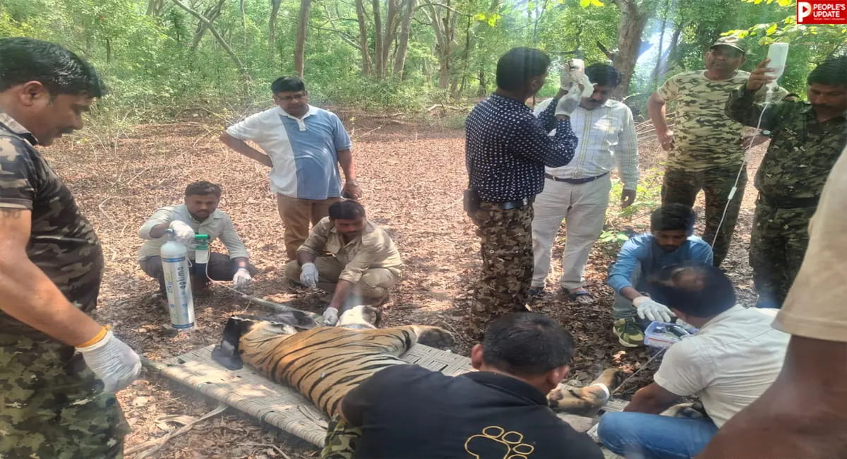 घायल बाघ को मिली नई जिंदगी, बांधवगढ़ टाइगर रिजर्व में सफल रेस्क्यू के बाद जंगल में छोड़ा गया