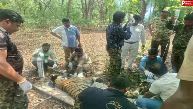 घायल बाघ को मिली नई जिंदगी, बांधवगढ़ टाइगर रिजर्व में सफल रेस्क्यू के बाद जंगल में छोड़ा गया
