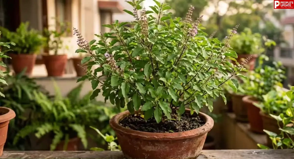 क्या आपका भी तुलसी का पौधा सूख जाता है? अपनाएं ये आसान तरीके, कुछ ही दिनों में दिखेगा घना और हरा भरा पौधा