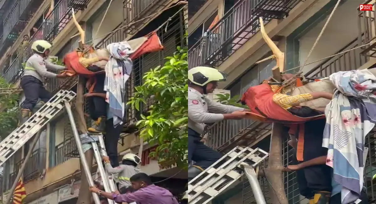 मौत के मुंह से बची महिला! 10वीं मंजिल से गिरी नवविवाहिता पेड़ ने बचाई जान, डाल में फंसी महिला को फायर ब्रिगेड ने ऐसे निकाला