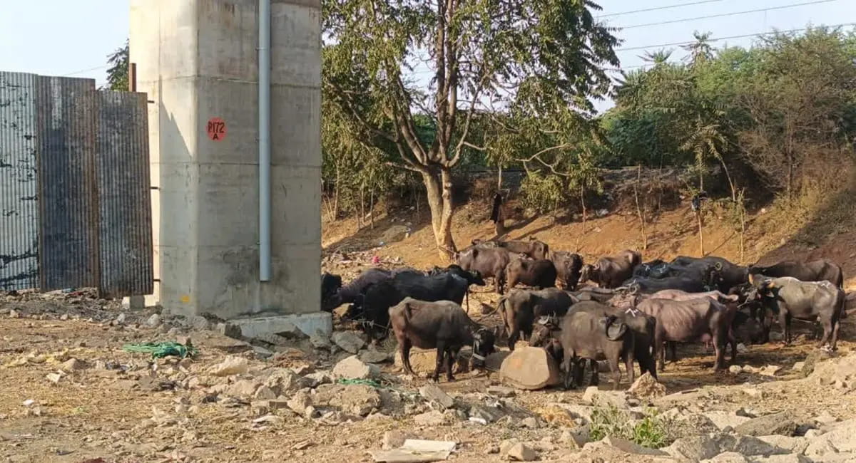 एक हफ्ते बाद भी स्लॉटर हाउस में नहीं हुई फॉरेंसिक जांच, CCTV कैमरों की रिकॉर्डिंग भी गायब