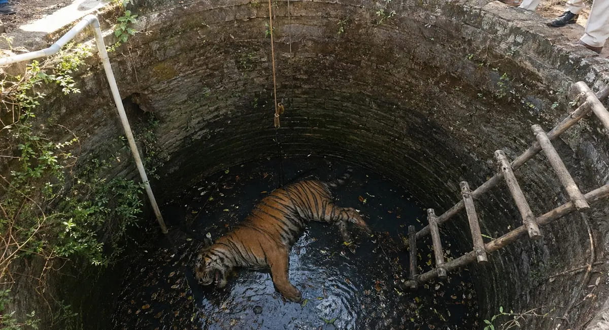 कुएं में मिला बाघ का शव, करंट से शिकार की पुष्टि, वन विभाग कर रहा जांच