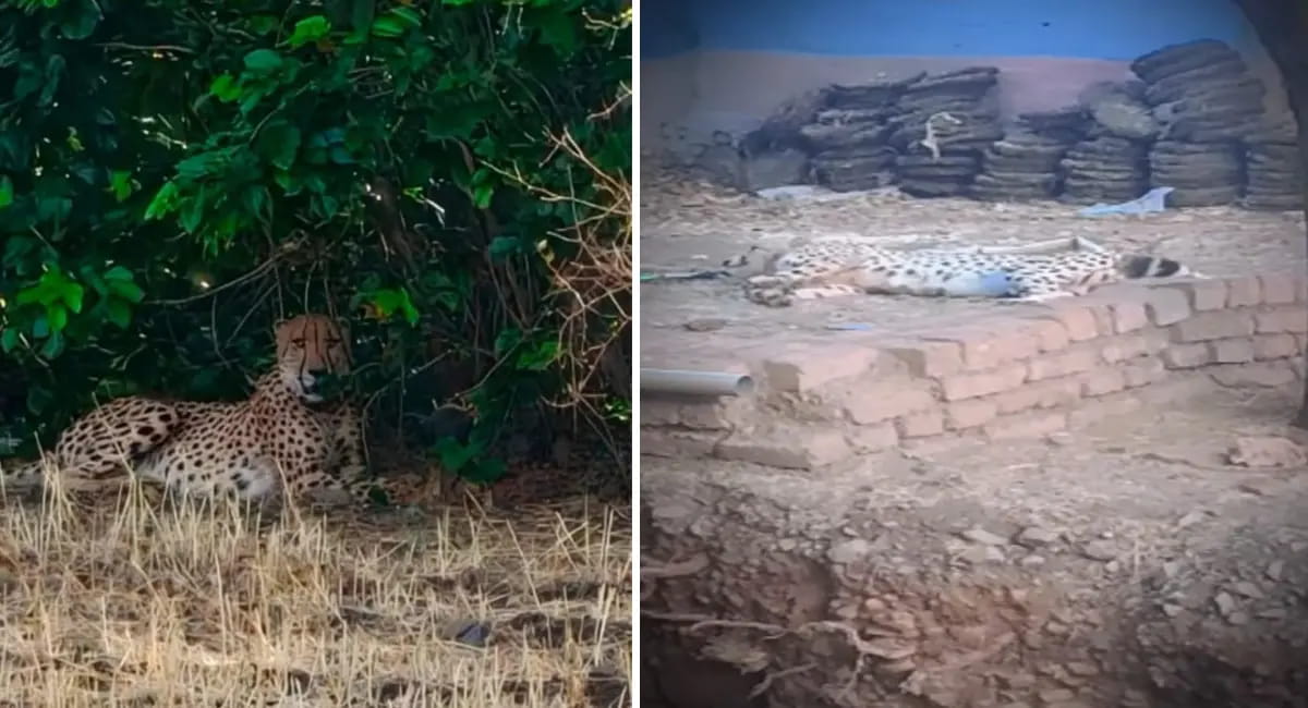 विस्थापन के बाद राजगढ़ की धरती पर पहली बार आया चीता