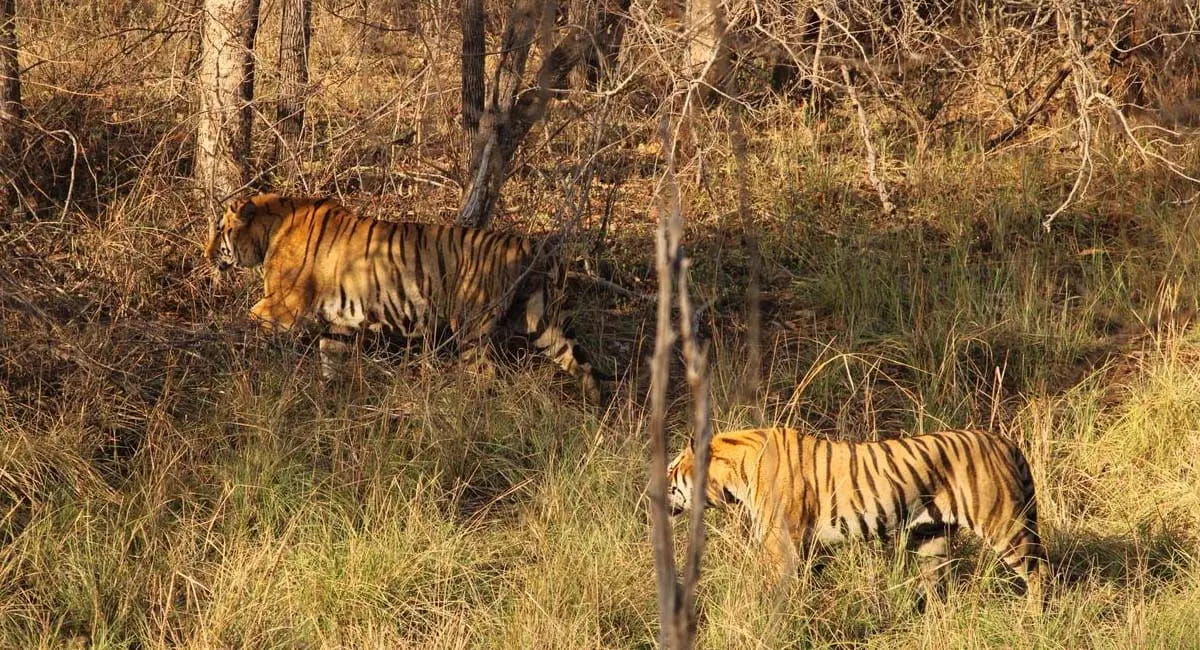 सोहागपुर में दो बाघों की रोमांचक टेरिटोरियल फाइट