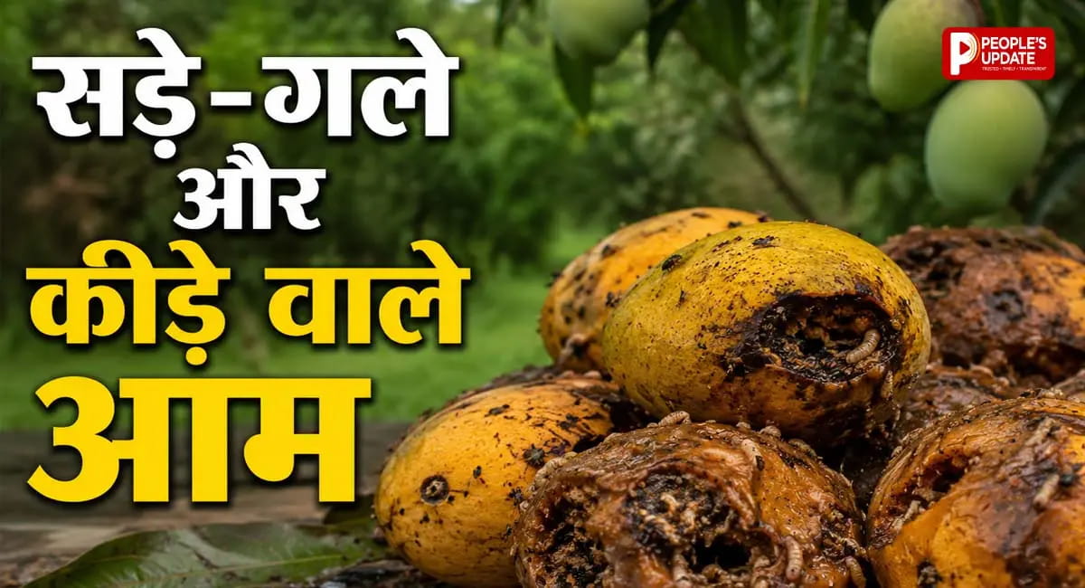 गुजरात में खाद्य विभाग की बड़ी कार्रवाई, सड़े-गले और कीड़ों वाले हजारों किलो आम जब्त