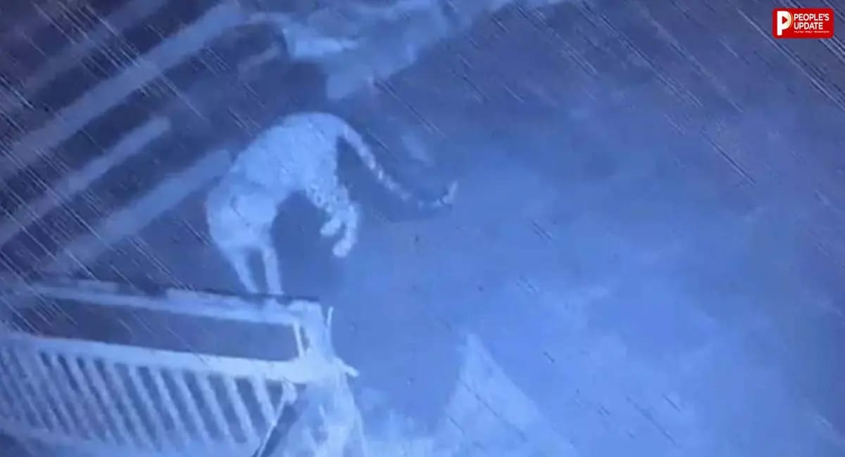 मंदिर की सीढ़ियों पर दो शावकों संग घूमती दिखी मादा, CCTV में कैद हुआ पूरा कुनबा