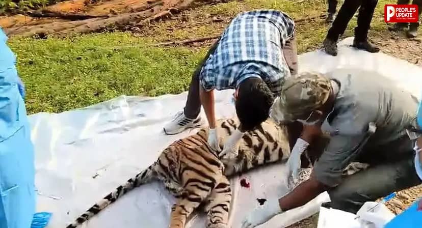 कान्हा टाइगर रिजर्व में 11 माह की बाघिन की मौत, दूसरे बाघ से संघर्ष की आशंका; जंगल में मिला शव