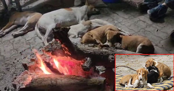 इंदौरियों का अजब-गजब अंदाज... कड़कड़ाती ठंड से डॉग्स को बचाने के लिए भी जला देते हैं अलाव, देखें VIDEO