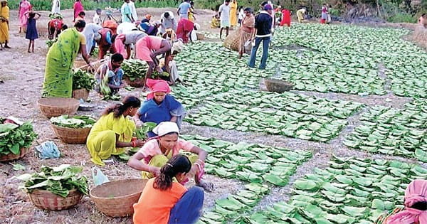 मप्र के तेंदूपत्ते से बंगाल की कंपनियां मालामाल, संकट में राज्य का बीड़ी उद्योग
