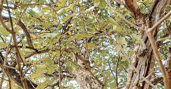 कदंब की खूशबू ऐसी फैली कि ग्रामीणों ने गांव का नाम कांटी से बदल कदमकांटी रख लिया, हर साल हजारों महिलाएं करती हैं पूजा