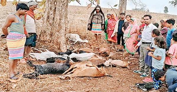 बैतूल में बिछी बर्फ की चादर, छिंदवाड़ा में भी बारिश-ओले