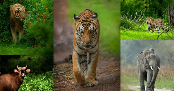 बेहतर प्रबंधन, अनुकूल माहौल ने मप्र में वन्य जीवन को बनाया समृद्ध