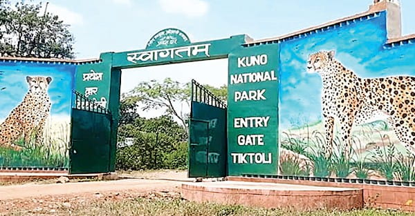 कूनो में चीतों का दीदार करने 5 माह में 4 हजार पर्यटक ही पहुंचे