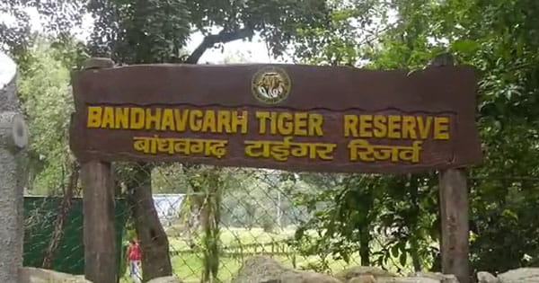 बांधवगढ़ टाइगर रिजर्व में एक ही दिन में दो शावकों की मौत, खितौली और पनपथा कोर परिक्षेत्र में मिले शव; जांच में जुटा प्रबंधन