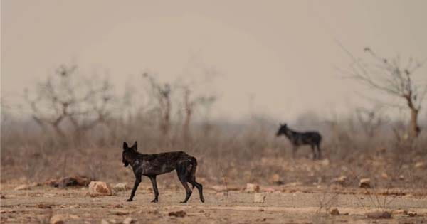 MP WILD LIFE NEWS : पन्ना टाइगर रिजर्व में दिखे दुर्लभ काले भेड़िए, वन्य जीवों के लिए खुशखबरी, लेकिन चिंता की बात भी