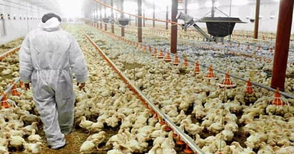 जापान में बर्ड फ्लू का प्रकोप, 57 हजार से ज्यादा मुर्गियों को मारा गया