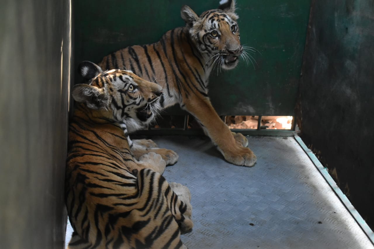 TIGER RESCUE : अनाथ शावकों को मिला नया आशियाना, रातापानी के बजाय वन विहार में होगा ठिकाना, 9 घंटे चला रेस्क्यू ऑपरेशन
