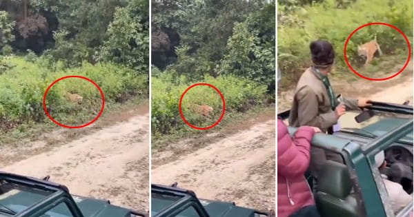 OMG! झाड़ियों से निकला बाघ, दहाड़ के साथ पर्यटकों पर किया हमला, जिम कॉर्बेट का देखें रोंगटे खड़े देने वाला VIDEO
