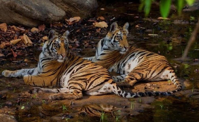 प्रदेश में 26 लाख से ज्यादा पर्यटक बाघ देखने पहुंचे, विभाग की कमाई 13% बढ़ी