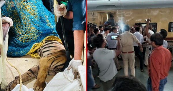 ट्रेन की टक्कर से घायल 2 बाघ शावकों का रेस्क्यू, एक कोच की एसी ट्रेन से लाए गए भोपाल, उपचार के लिए वन विहार भेजा
