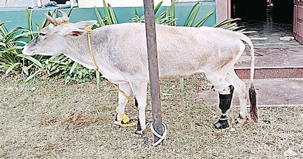 जबलपुर में खुलेगा गायों का कृत्रिम पैर प्रत्यारोपण केंद्र