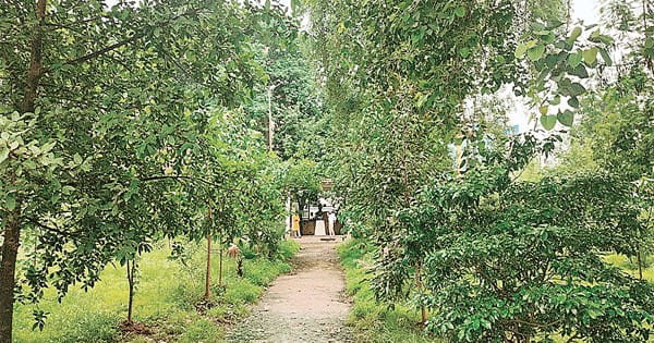 11 साल पहले लगाए 50 हजार पौधे आज पेड़ बनकर लोगों को दे रहे सुकून