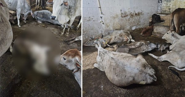 भोपाल में गायों की मौत : आश्रय स्थल पर बीमार और जिंदा मवेशियों के बीच पड़े हैं शव, जिम्मेदार बेपरवाह