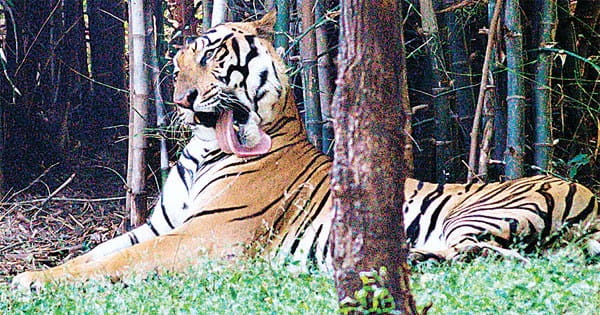 वाइल्ड लाइफ फोटोग्राफर बांधवगढ़ और सतपुड़ा जाकर करते हैं टाइगर फोटोग्राफी